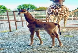 Rare Spotless Giraffe Born at a Tennessee Zoo