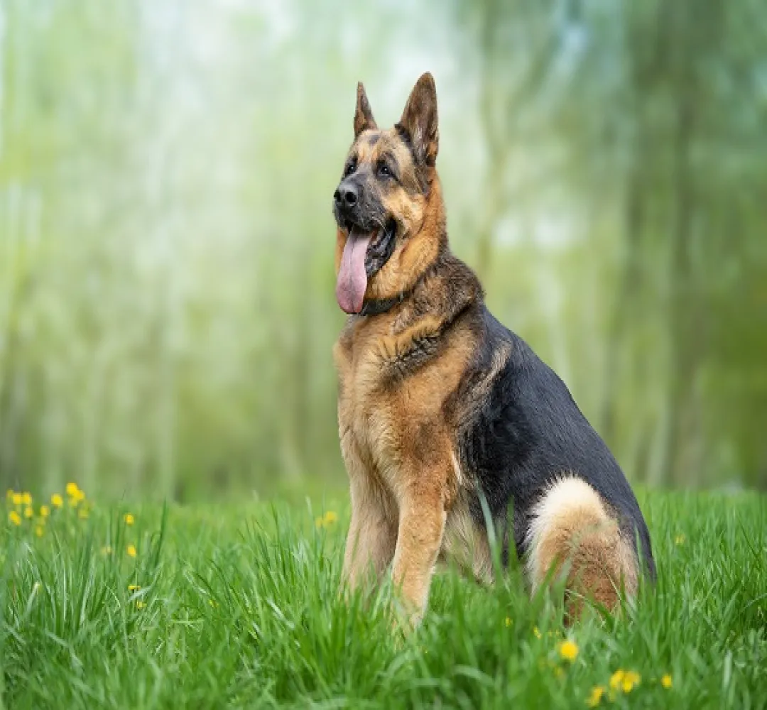 'Retirement home' set up for police dogs in Gujarat