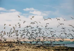 3.42 lakh migratory birds spotted in Odisha's Hirakud reservoir