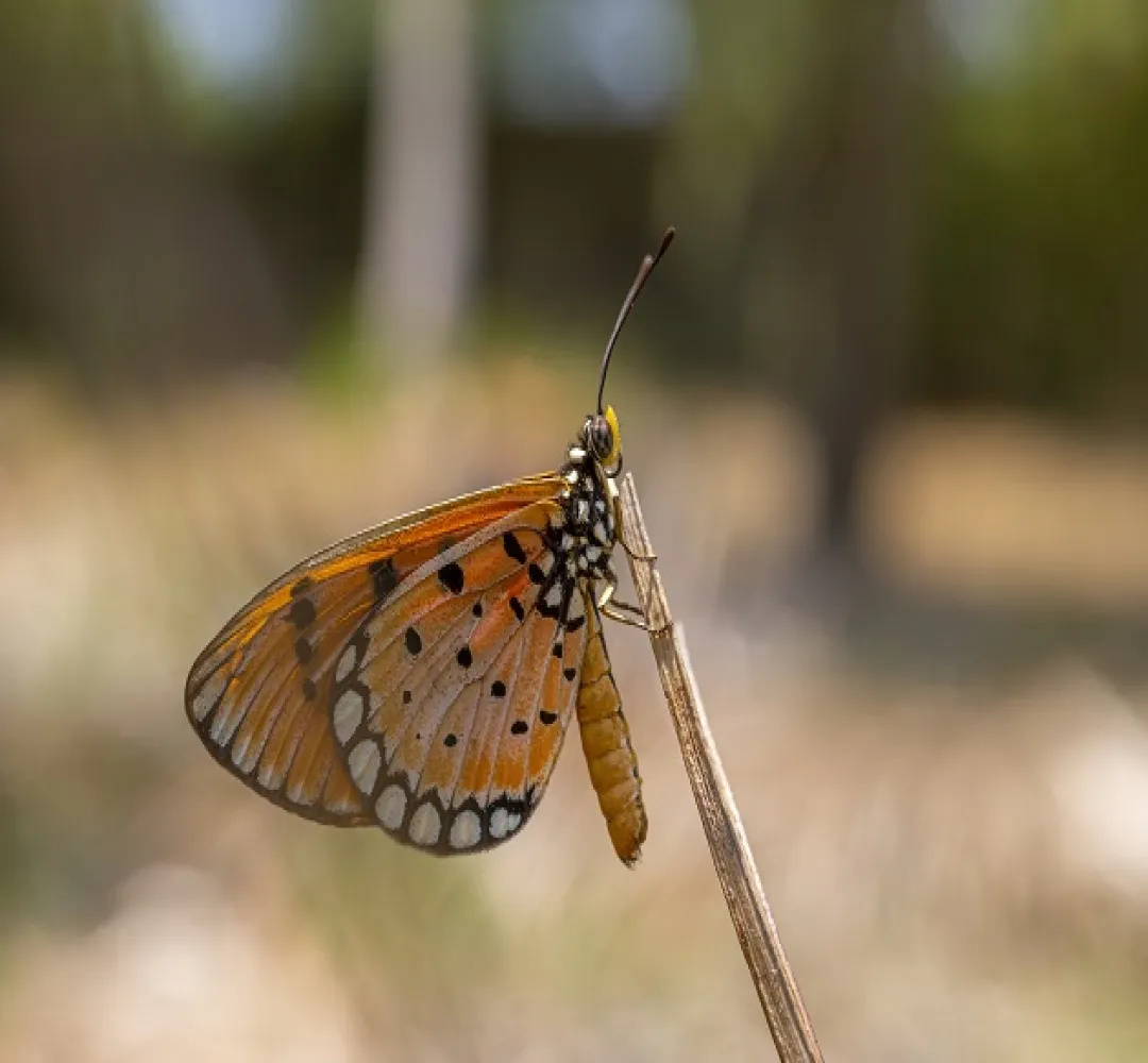 Butterflies might lose spots as climate warms: Research