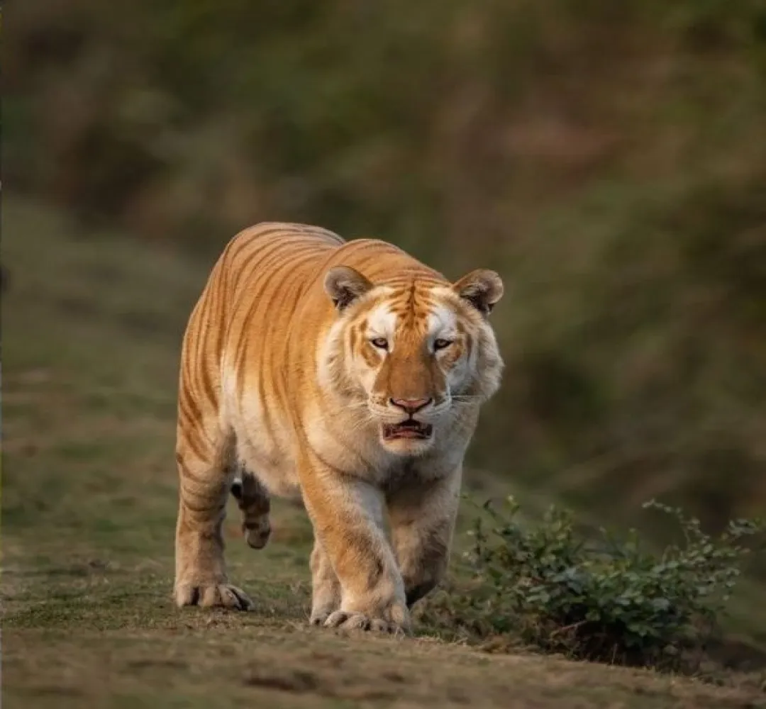 Rare Golden Tiger Spotted In Assam's Kaziranga National Park