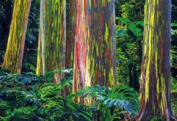 RAINBOW EUCALYPTUS TREES