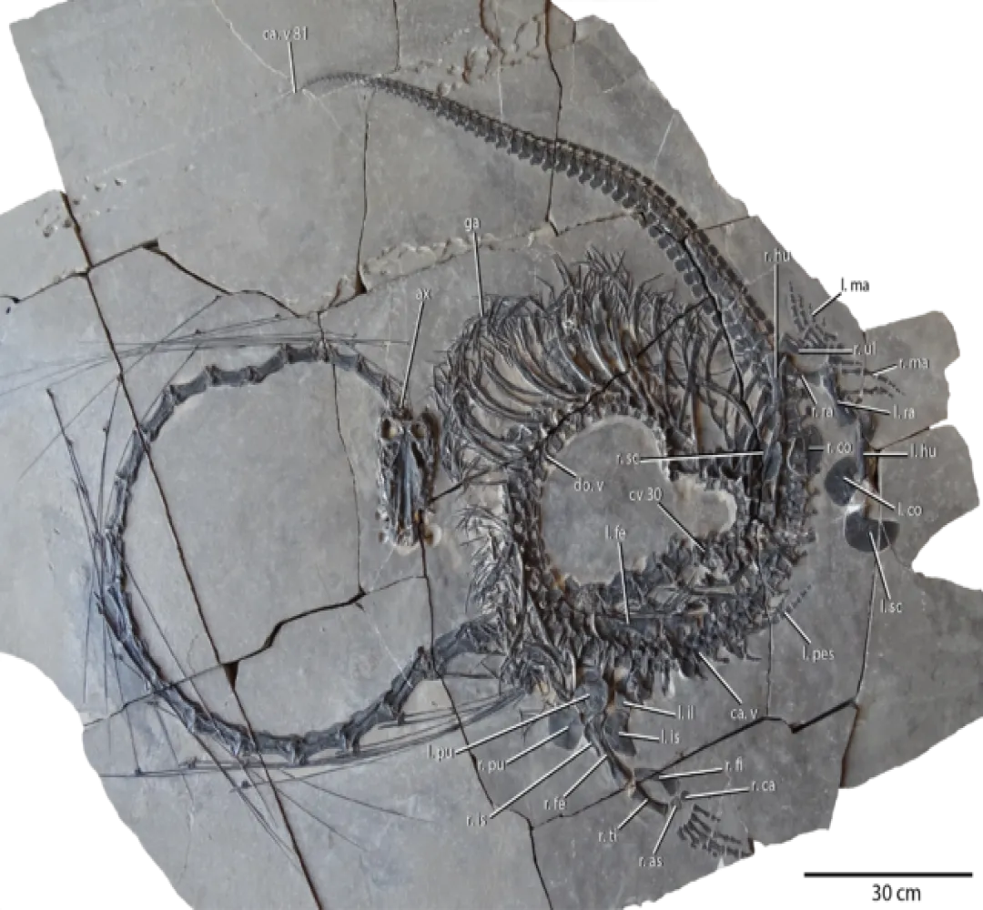 Fossil of 240-million-year-old  'dragon' unearthed in China