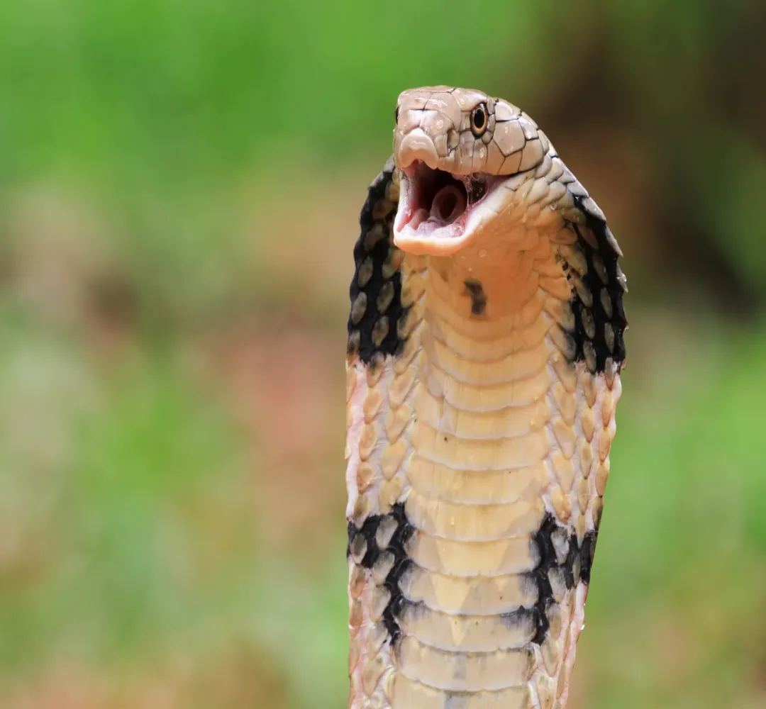 Scientists discovered Synthetic  Antibody for Snake Venom